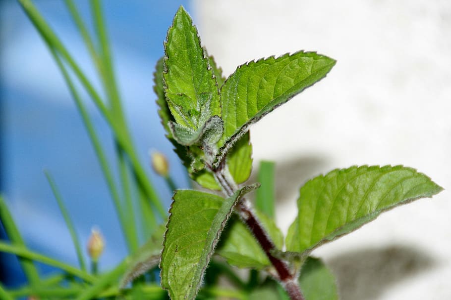 Peppermint Tea, Mint, Plant, peppermint, leaves, garden, nature, green color, leaf, close-up