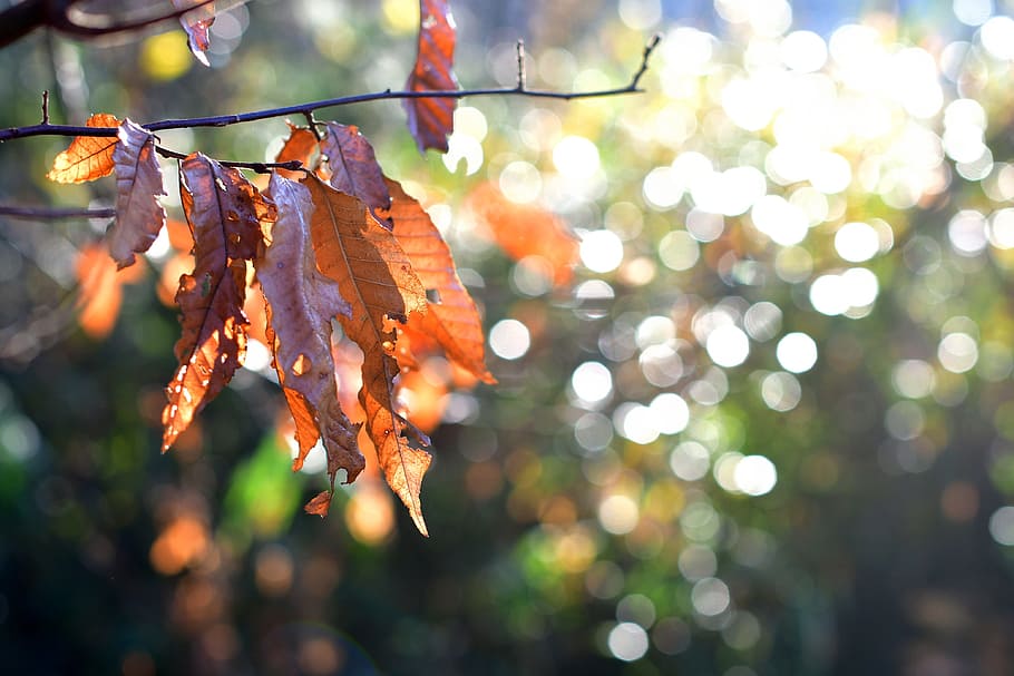 dead leaves, the morning dew, asahi, leaf, plant part, autumn, focus on foreground, tree, plant, change