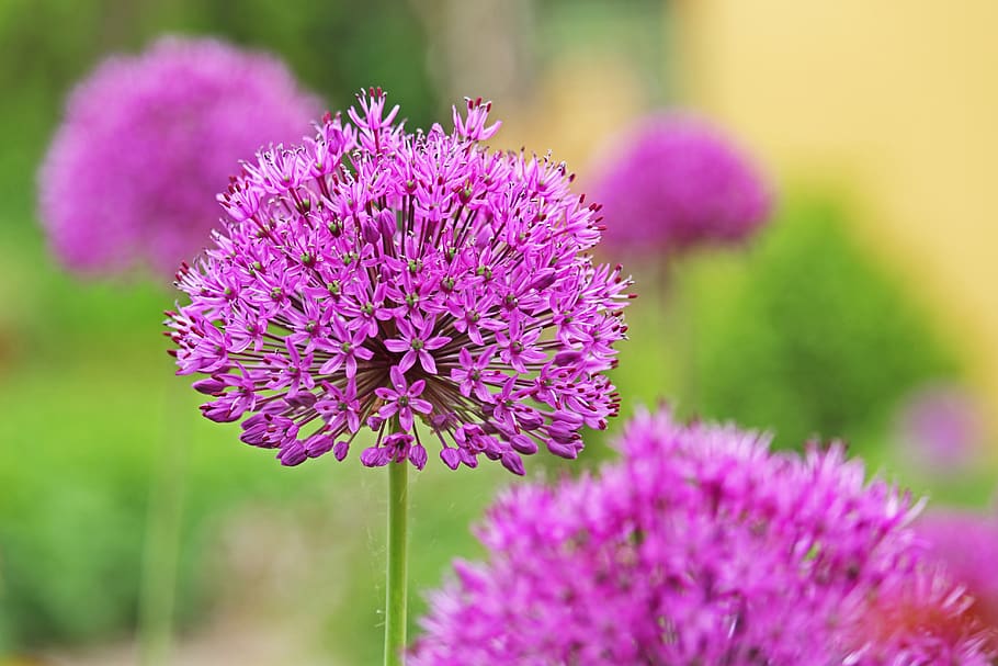 ornamental onion, ball, allium, close up, flower, purple, blossom, bloom, garden plant, flower ball