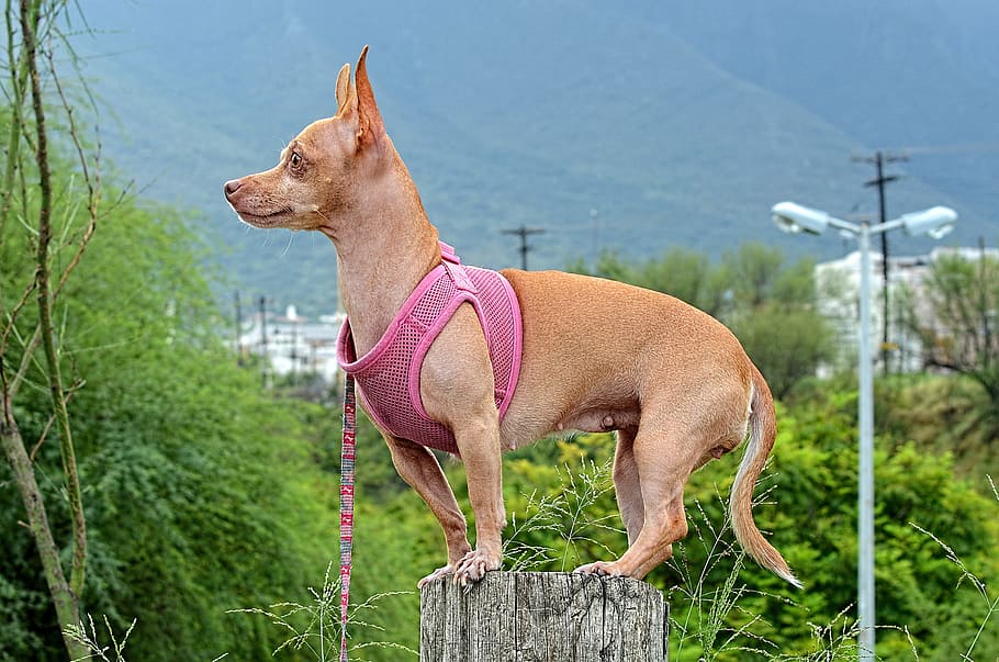 chihuahua, vistiendo, camisa, en pie, pedestal, perro, animal, mascota, cachorro, perro gracioso