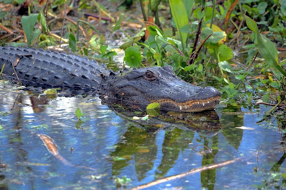 Alligator, Gator, Wildlife, Florida, reptile, animal, sharp teeth, crocodile, nature, swamp