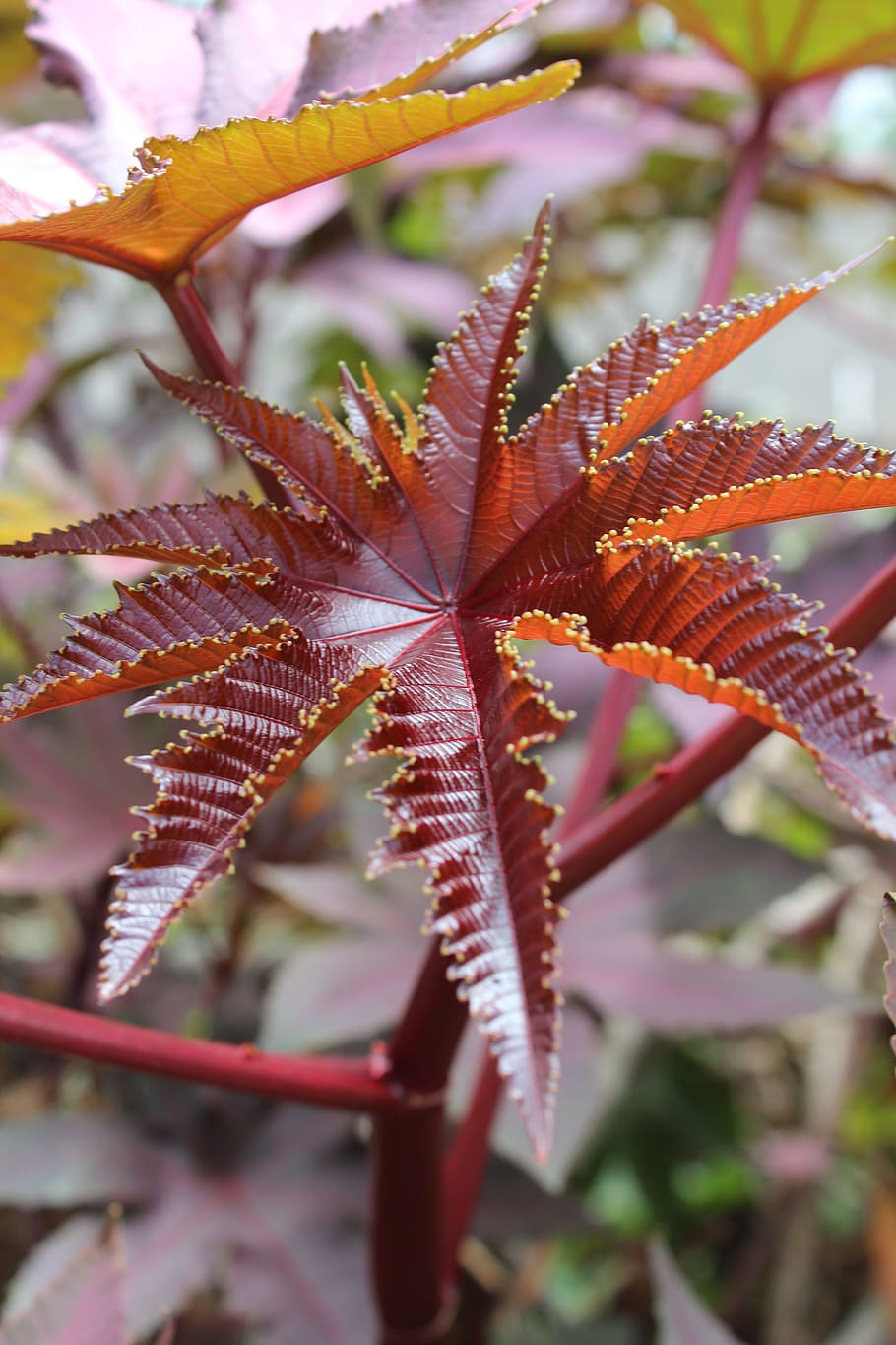 葉 テクスチャ パターン 自然 植物 木 熱帯 植物の部分 クローズアップ 自然の美しさ Pxfuel