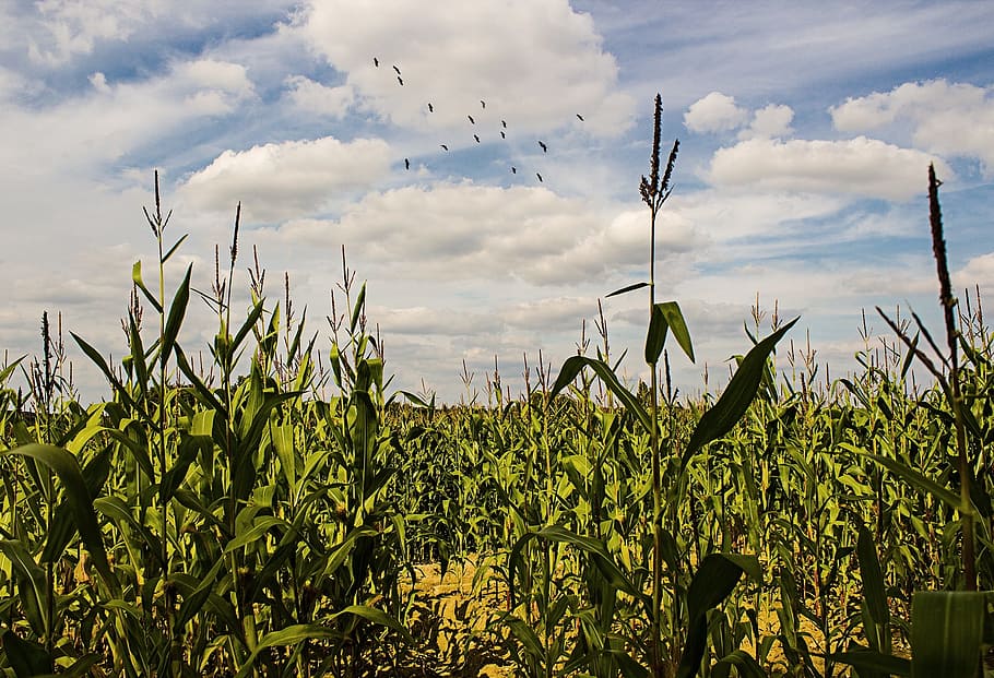 Cornfield, Corn, Landscape, summer, green, field, nature, cereals, grain, ear