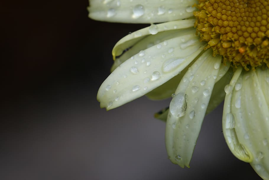 bunga, air, tetesan, merapatkan, alam, di luar rumah, basah, hujan, makro, iklim