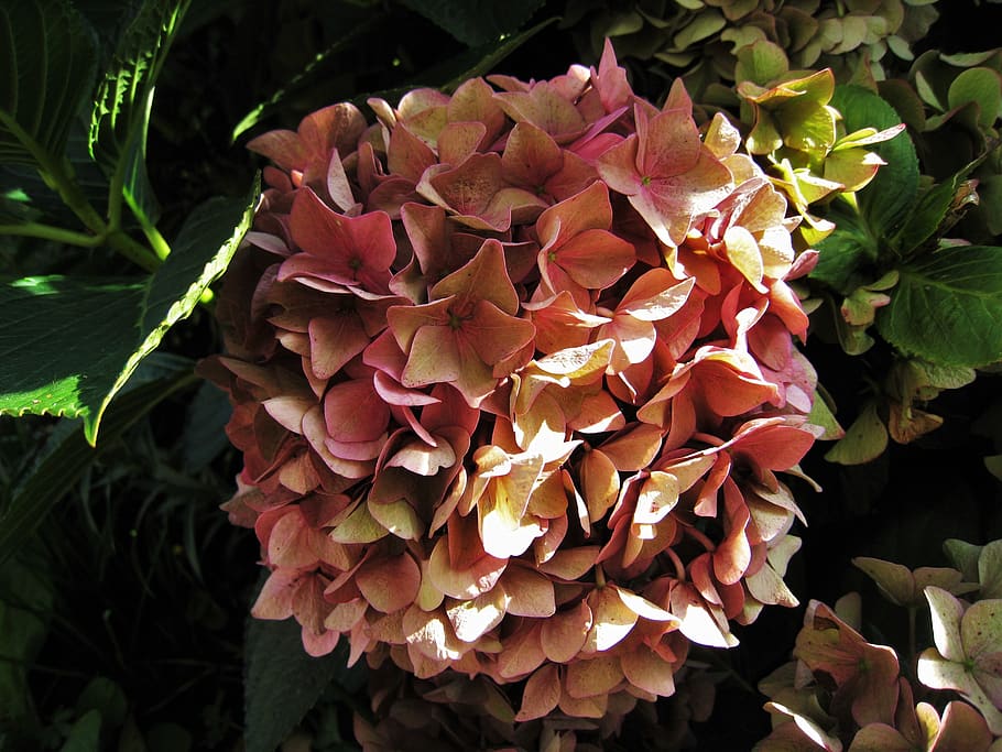 hortensia, rosa oscuro, otoño, flor de otoño, género, arbustos  ornamentales, hortensia de invernadero, botánico, arbustos, jardín de  cabaña | Pxfuel