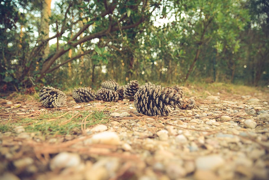 pine cones, forest, woods, park, nature, outdoors, trees, branches, rocks, pebbles