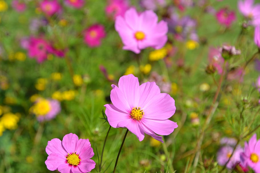 flowers, flower meadow, cosmea, cosmos, flower garden, pink flowers, petals, bright, close up, pink