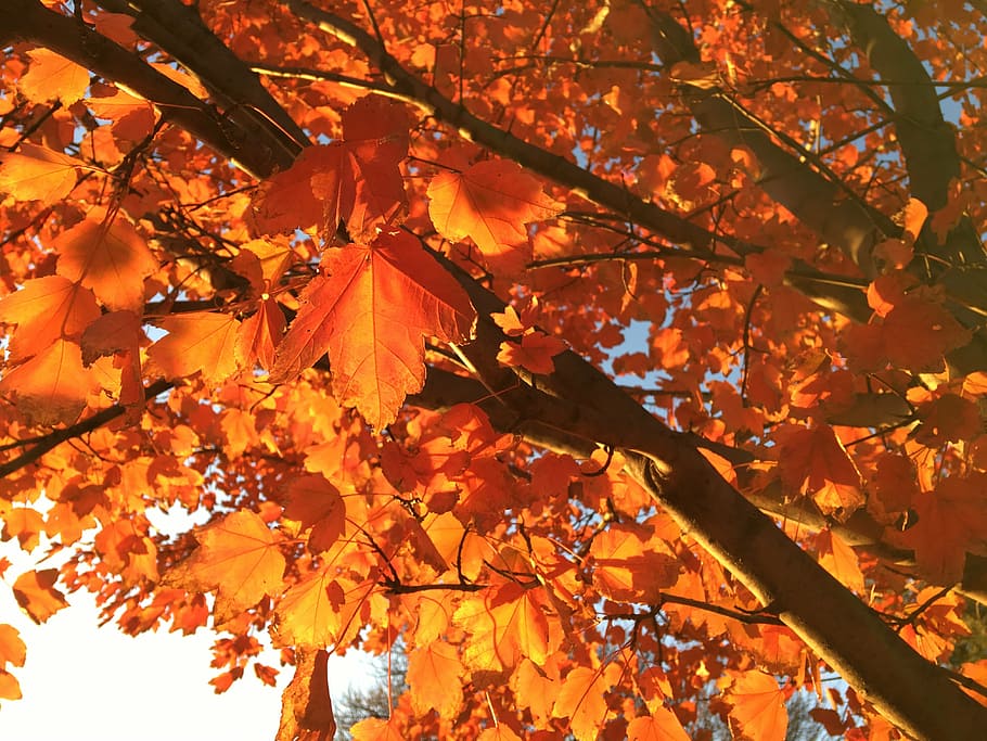 fall, autumn, season, nature, orange, red, leaf, foliage, leaves, tree