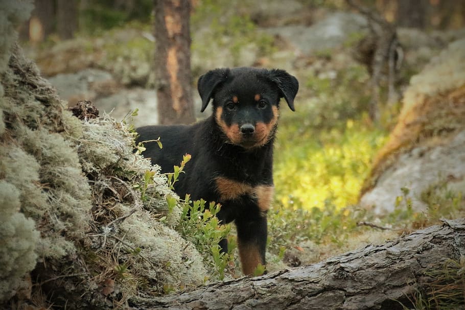 puppy, rottweiler, forest, dog, pet, animal, one animal, mammal, canine, domestic