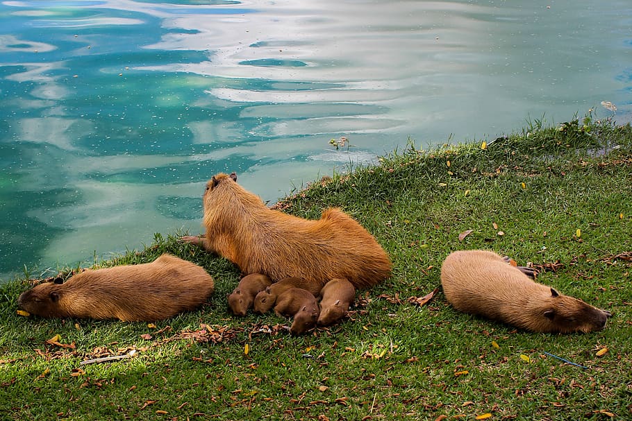 capybara, animal, lake, family, animals, group of animals, animal themes, mammal, water, animals in the wild