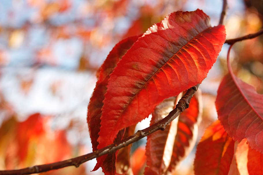 tree, plant, leaf, fall, autumn, close-up, nature, focus on foreground, red, plant part