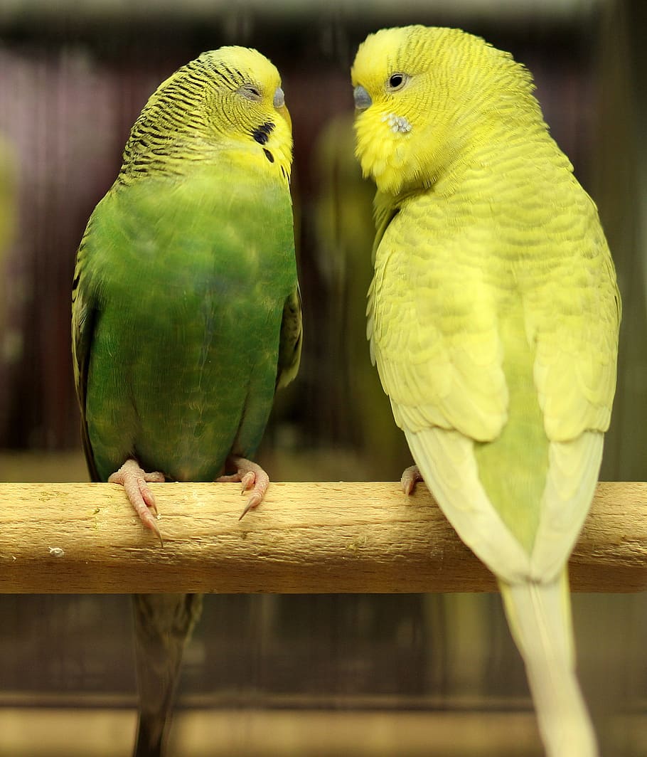 Parrots, Love, Green, Pair, Couple, love, green, parrot, bird, parakeet, animal themes