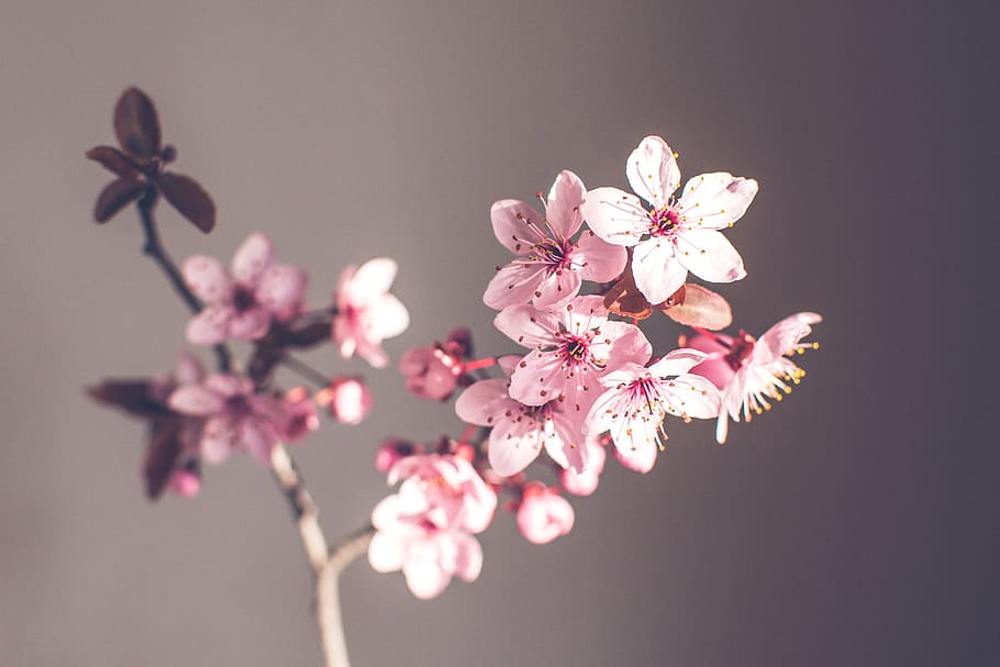 pink 5-petaled flower, pink, flower, spring flowers, purple, purple spring flower, spring flower, cherry blossom, spring, nature