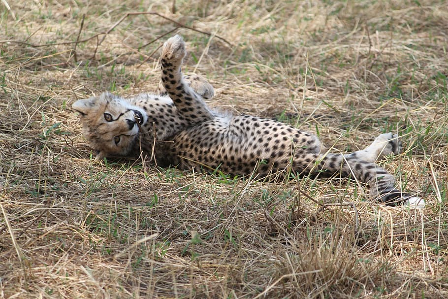 cheetah, laying, ground, africa, safari, tanzania, bush, mammal, wildlife, nature
