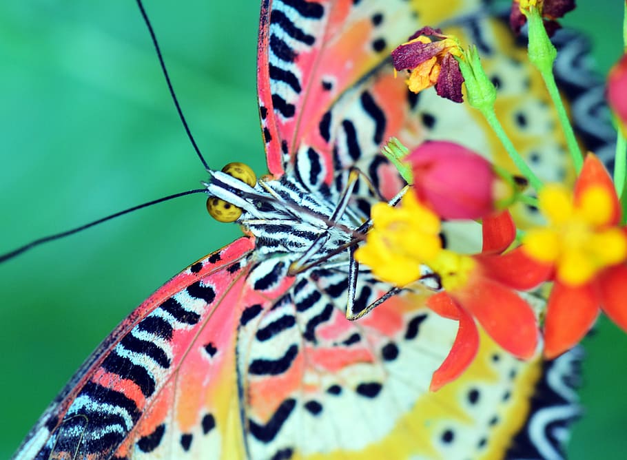 selective, focus photo, yellow, pink, black, butterfly perching, red, petaled flower, cethosia cyane, leopard top