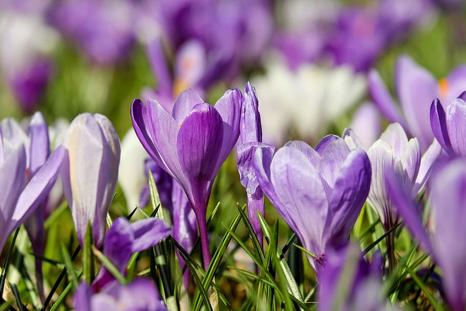 focus photo, purple, crocus flowers, crocus, flower, blossom, bloom, violet, plant, spring flower