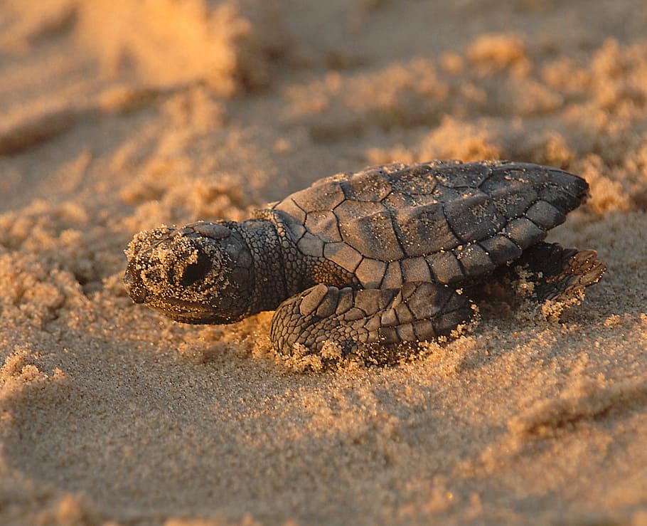 gray, turtle, brown, sand, daytime, close-up photo, sea, kemps ridley, reptile, baby