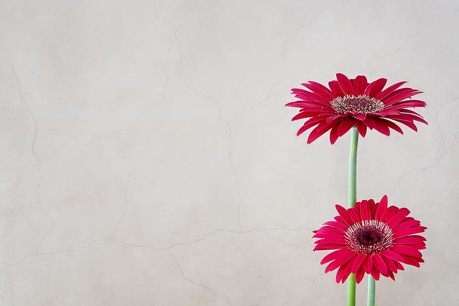 two, red, petaled flowers, flowers, gerbera, flower, pink, close, text dom, negative space