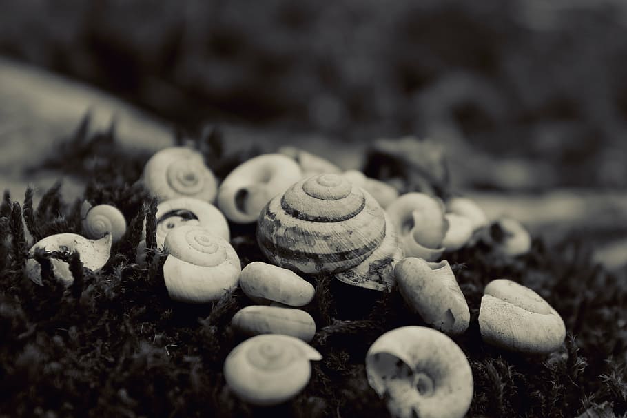 grayscale photo, snail shells, white, seashells, grayscale, photography, nature, black and white, close-up, day