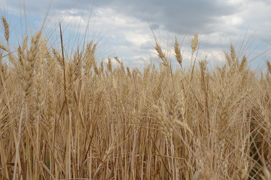 wheat, field, cereals, kolos, meadow, nature, agriculture, plant, sky, cereal plant