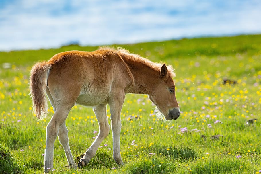animal, baby horse, spring, meadow, flowers, friendly, weak, calm, fax lake near, mongolia