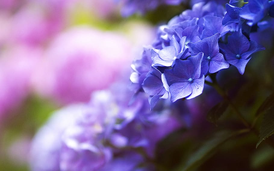 flowers, nature, blossoms, leaves, bed, field, clusters, pink, blue, purple