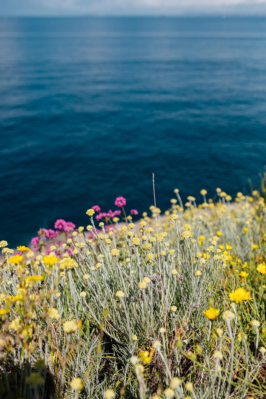 flores silvestres, flores, Italia, campania, flora, salvaje, Amalfi, costa, planta, flor