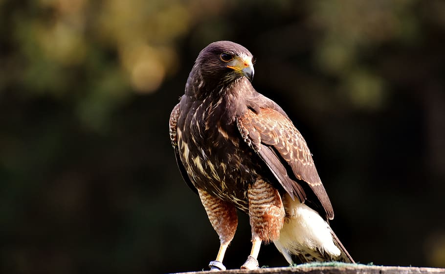 fotografía de vida silvestre, marrón, pájaro de pico corto, halcón, ala, ave de rapiña, animal, cetrería, pico, rapaz