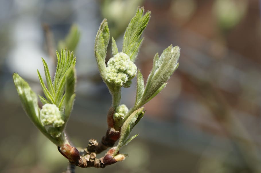 spring, bud, branch, growth, mountain ash, hope, live new, plant, close-up, green color