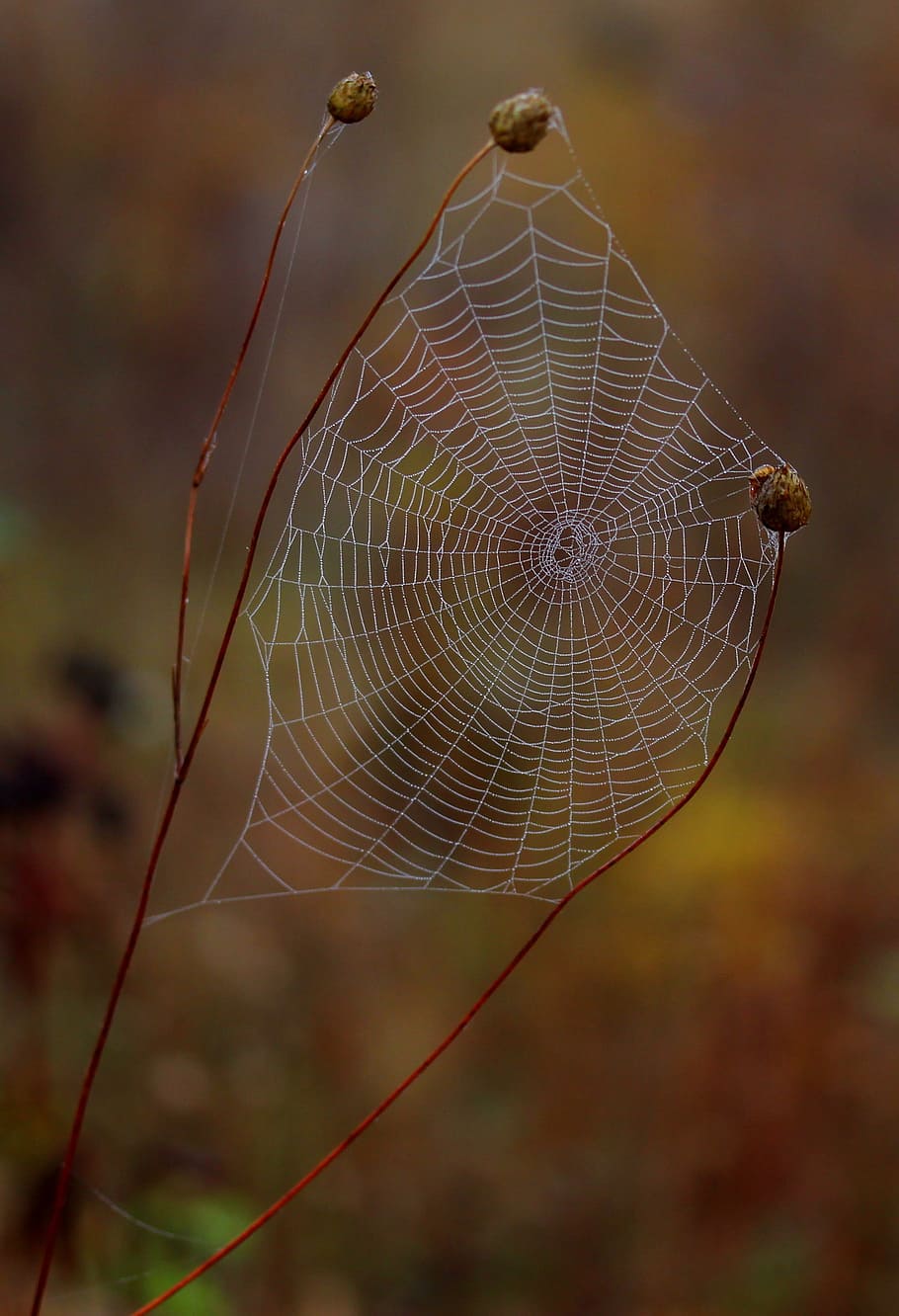 jaring laba-laba, basah, bengkok, tempat, embun, tetes, alam, kerapuhan, fokus pada latar depan, kerentanan