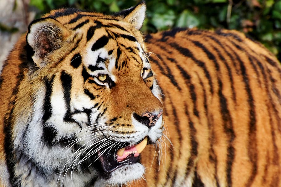 adult bengal tiger, daytime, tiger, cat, predator, wildcat, big cat, tiger head, tongue, dangerous