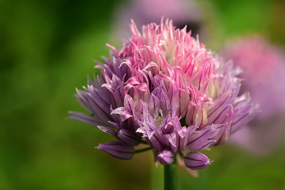 cebollino, flor de cebollino, cerrar, rosa, viola, tierno, filigrana,  hermosa, naturaleza, gwürzpflanze | Pxfuel