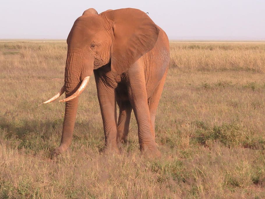 elephant, kenya, africa, nature, wildlife, wild, animal, safari, park, mammal