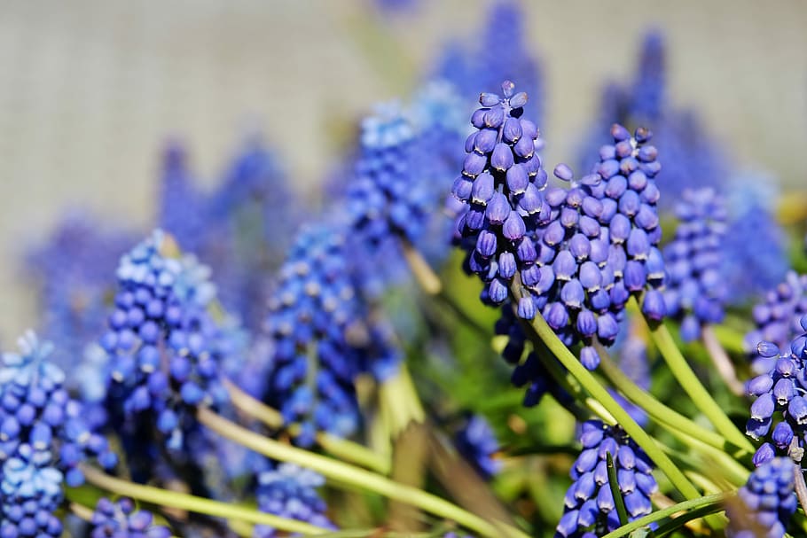 selective, focus photo, grape hyacinths, bloom, muscari, common grape hyacinth, blossom, flower, blue violet, ornamental plant