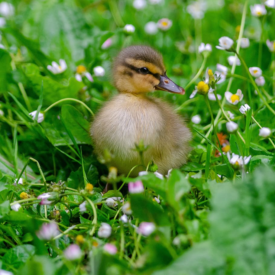 duckling, duck, baby, cute, bird, young, grass, animal, plant, animal themes