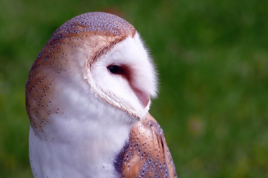 white, brown, barn owl, selective, focus photography, bird, owl, barn, animal, wildlife
