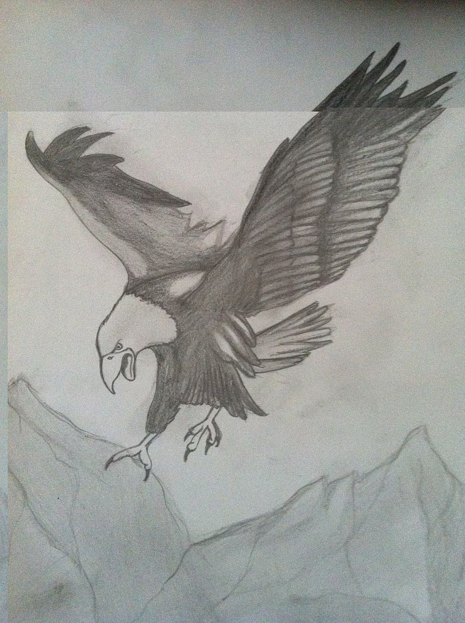 Molestia Exclusión Maduro águila, dibujo al carboncillo, dibujo a lápiz, dibujo, ave de rapiña,  animal, ilustración, pájaro, arte y artesanía, creatividad | Pxfuel