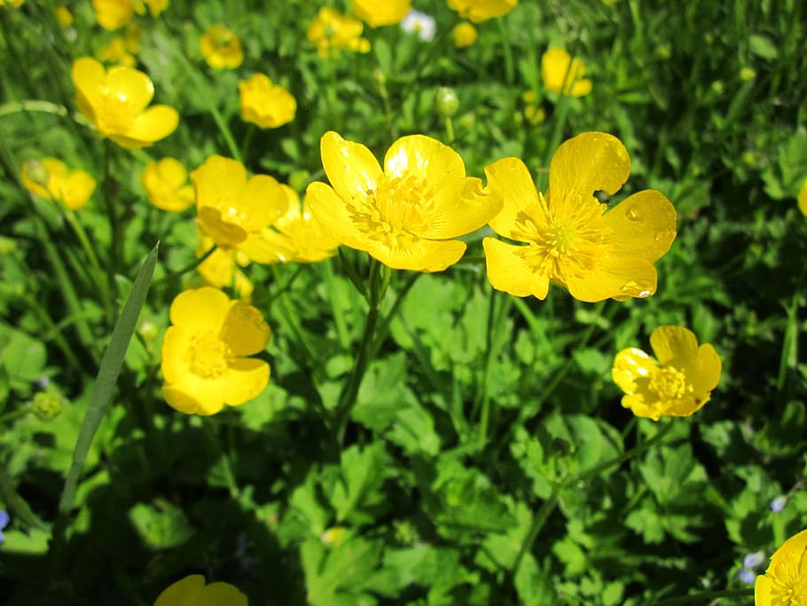 ranunculus acris, meadow buttercup, tall buttercup, giant buttercup, flora, wildflower, botany, species, plant, blooming