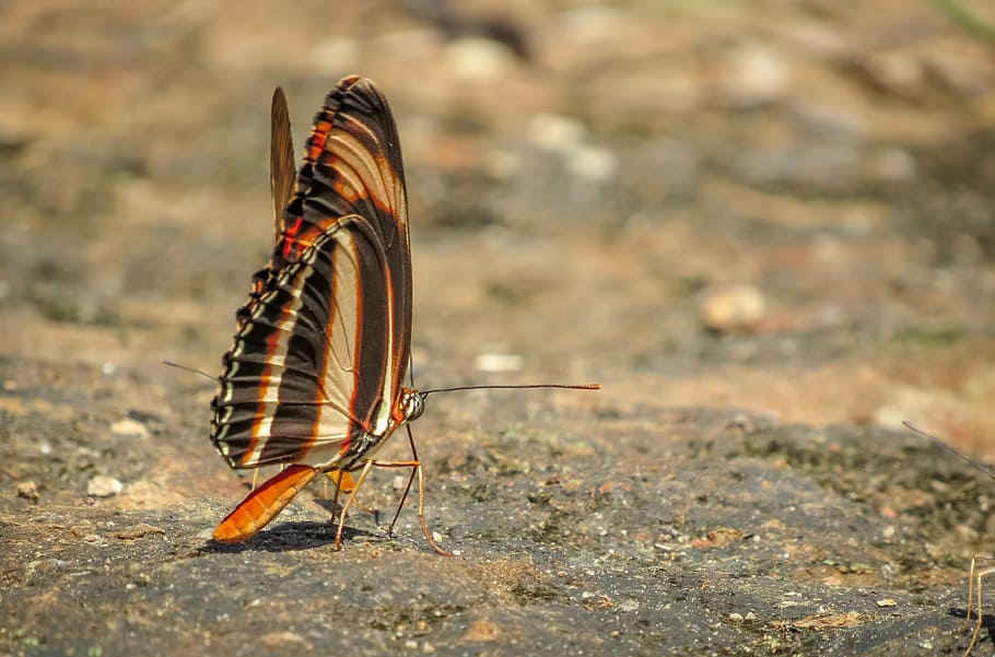 insect, butterfly, colorful butterfly, brown, orange, default, wings, animal themes, animal, animal wildlife