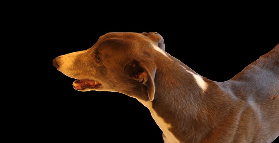 greyhound, dog, racing, pet, swift, fast, speedy, slender, graceful, breed  | Pxfuel