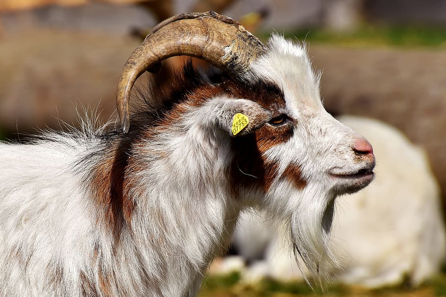 white, brown, goat, selective, focus photography, billy goat, goats, animal, farm, good aiderbichl