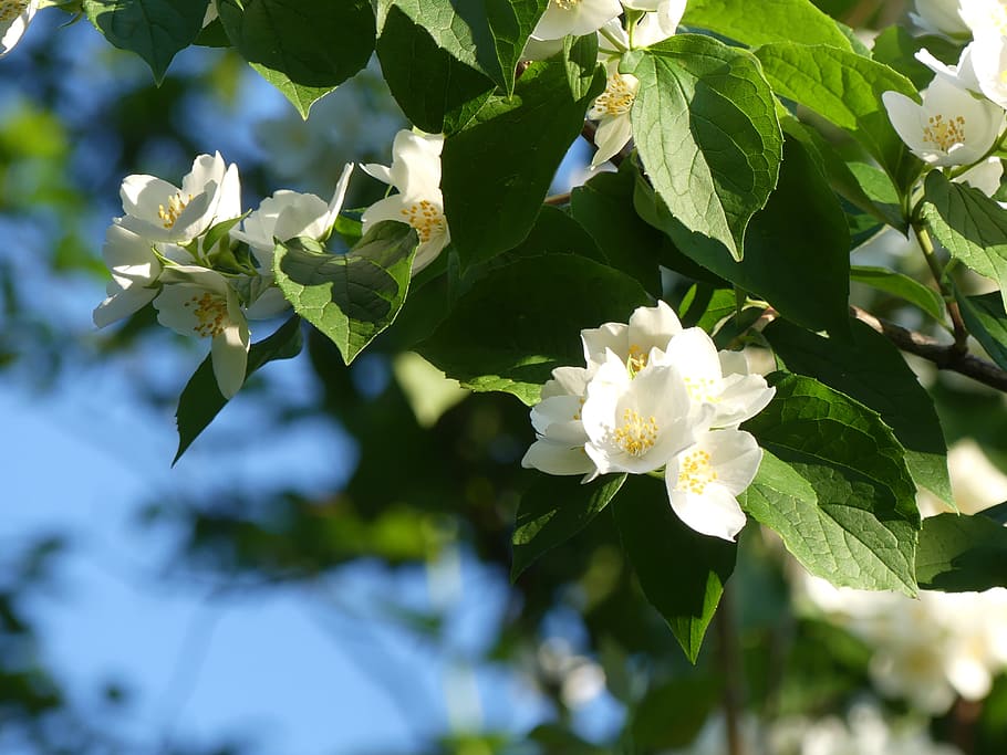 Flor de jazmín, planta, flores, jazmín, blanco, olor, flor, naturaleza,  hoja, color blanco | Pxfuel