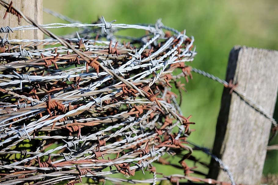 barbed wire plant
