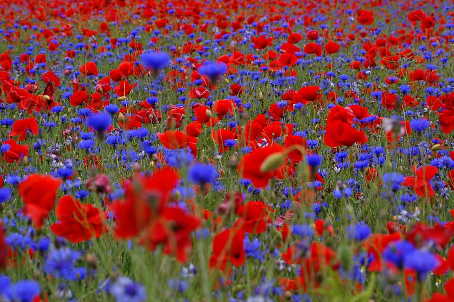 red rose field, Field, Poppies, Cornflowers, Summer, field of poppies, flowers, blue, red, blütenmeer