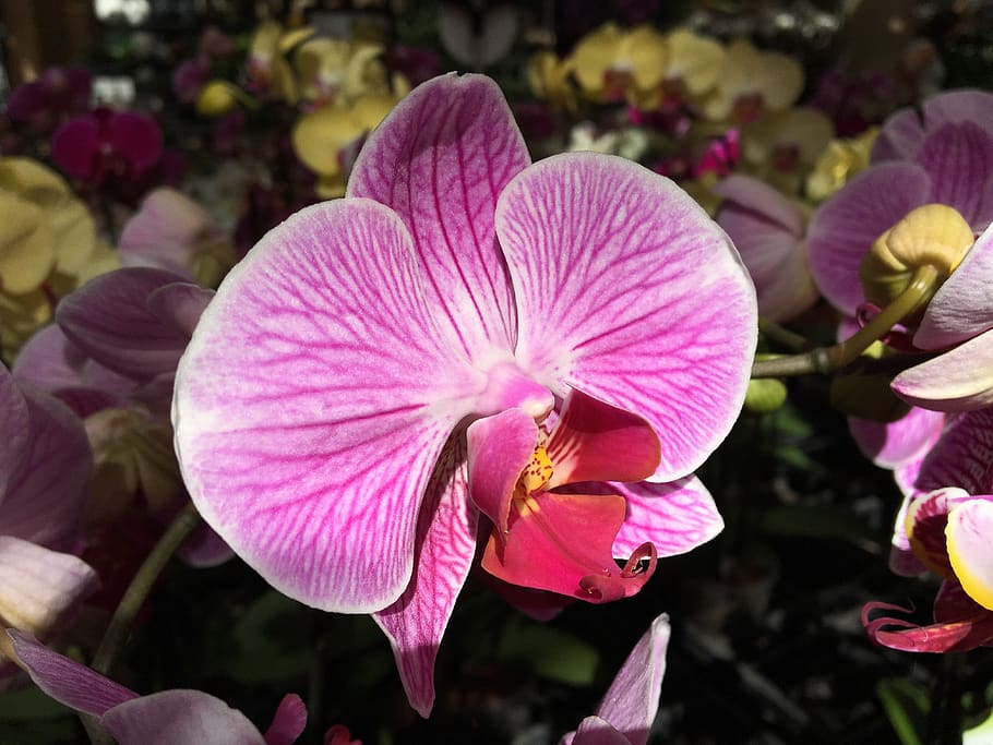 flor, orquídea, phalaenopsis, rosa, planta floreciente, pétalo, belleza en la naturaleza, planta, frescura, fragilidad