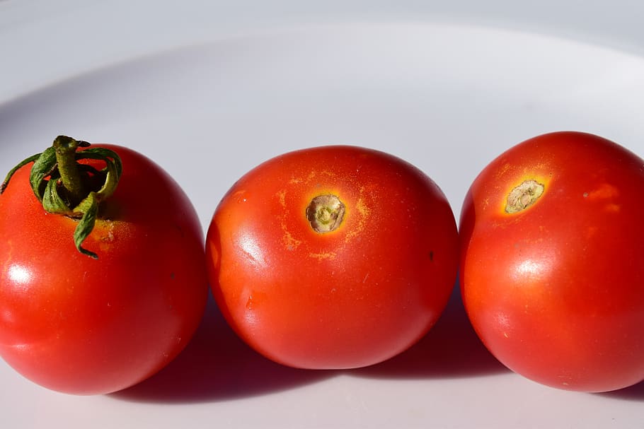 tomat, piring, makan, starter, sayuran, merah, matang, segar, makanan sehat, merah hijau putih