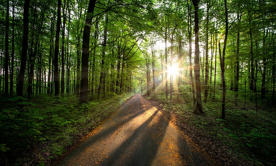 Good, sun, rays, coming, tall, trees, daytime, tree, forest, sunlight