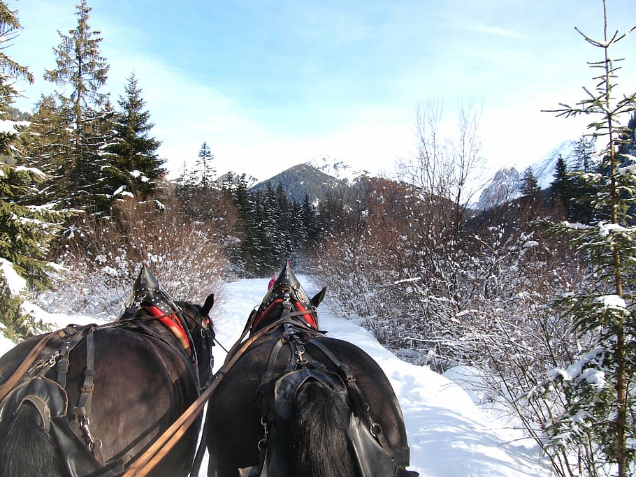 ortisei, trentino, walk, on sled, tree, snow, cold temperature, winter, plant, horse