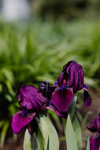 Iris salvaje, flor morada, flor, iris, brillante, hermosa, plantas, flores,  flores de verano, flores hermosas | Pxfuel