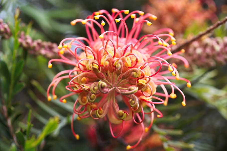 Grevillea, bunga laba-laba, Australia, bunga liar, luar biasa, besar, merah, kuning, proteaceae, alam